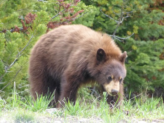 grizzly cub from car-2
