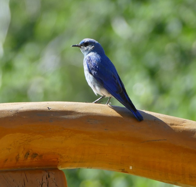 Bluebird blue